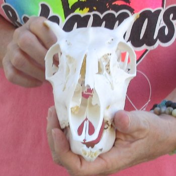 Spike Buck Deer Skull - $40