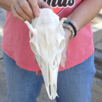 Spike Buck Deer Skull - $40