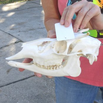 Spike Buck Deer Skull - $40