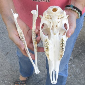Spike Buck Deer Skull - $40