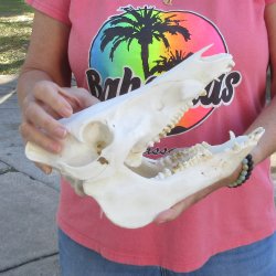 Wild Boar Skull 11 inches long - Buy now for $50