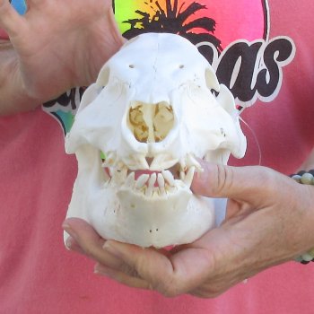 Wild Boar Skull 11 inches long - Buy now for $50