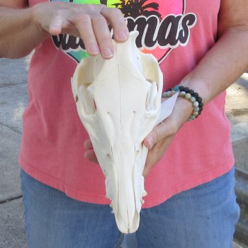 Wild Boar Skull 11 inches long - Buy now for $50