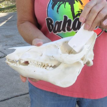 Wild Boar Skull 11 inches long - Buy now for $50