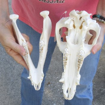 Wild Boar Skull 11 inches long - Buy now for $50