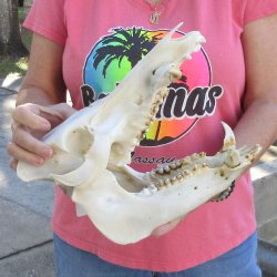 Wild Boar Skull 12 inches long - Buy now for $60