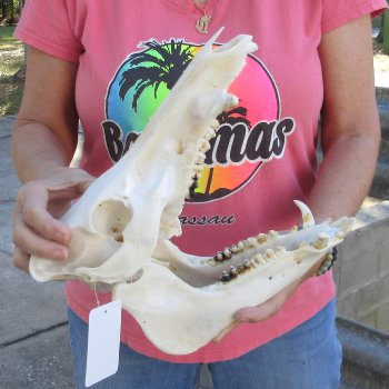 Wild Boar Skull 12 inches long - Buy now for $60