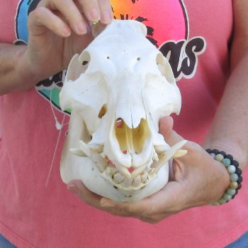 Wild Boar Skull 12 inches long - Buy now for $60