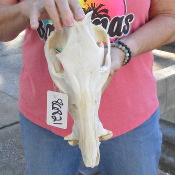 Wild Boar Skull 12 inches long - Buy now for $60