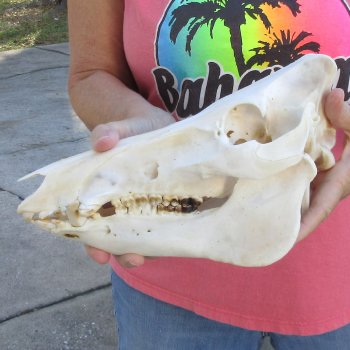 Wild Boar Skull 12 inches long - Buy now for $60