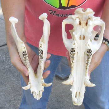 Wild Boar Skull 12 inches long - Buy now for $60