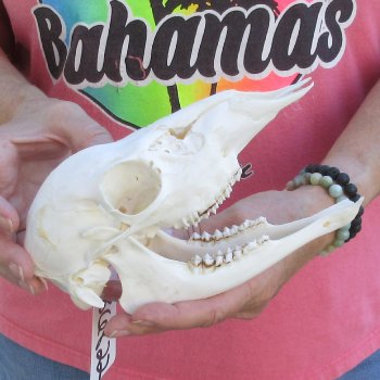 Authentic Whitetail deer skull (doe) with bottom jaw measuring 8 inches long for sale - $40