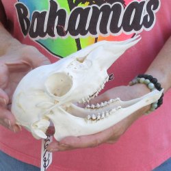 Authentic Whitetail deer skull (doe) with bottom jaw measuring 8 inches long for sale - $40