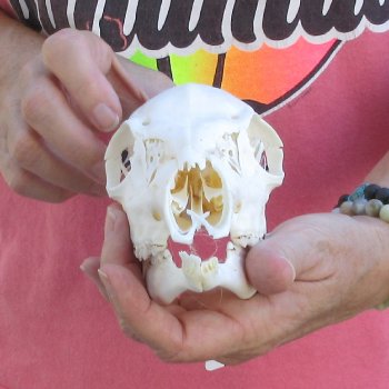 Authentic Whitetail deer skull (doe) with bottom jaw measuring 8 inches long for sale - $40