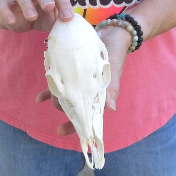 Authentic Whitetail deer skull (doe) with bottom jaw measuring 8 inches long for sale - $40