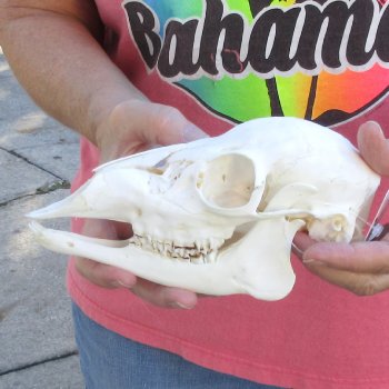 Authentic Whitetail deer skull (doe) with bottom jaw measuring 8 inches long for sale - $40