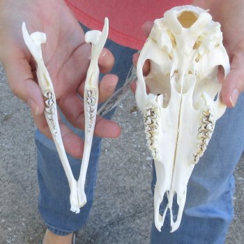 Authentic Whitetail deer skull (doe) with bottom jaw measuring 8 inches long for sale - $40
