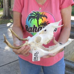 Spike Buck Deer Skull with Horns - $40