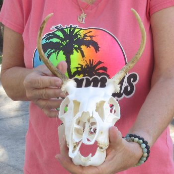 Spike Buck Deer Skull with Horns - $40