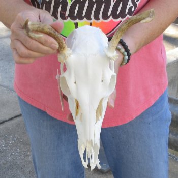 Spike Buck Deer Skull with Horns - $40