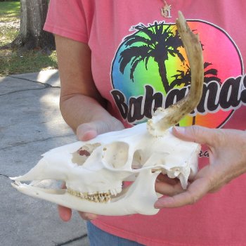 Spike Buck Deer Skull with Horns - $40