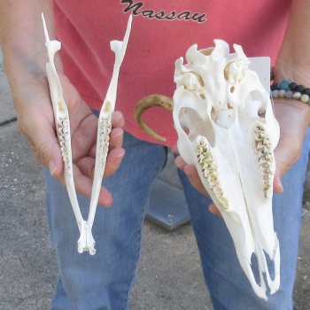 Spike Buck Deer Skull with Horns - $40