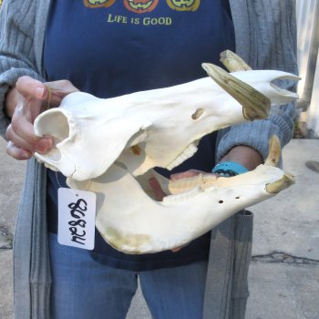 Authentic B-Grade 13 inch long African Warthog Skull for sale with 6 & 7 inch Ivory tusks - for $95