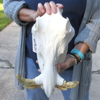 Authentic B-Grade 13 inch long African Warthog Skull for sale with 6 & 7 inch Ivory tusks - for $95