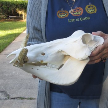 Authentic B-Grade 13 inch long African Warthog Skull for sale with 6 & 7 inch Ivory tusks - for $95