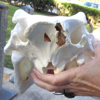 Authentic B-Grade 13 inch long African Warthog Skull for sale with 6 & 7 inch Ivory tusks - for $95