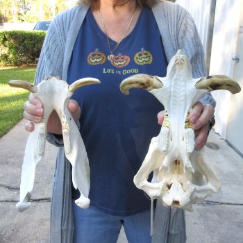 Authentic B-Grade 13 inch long African Warthog Skull for sale with 6 & 7 inch Ivory tusks - for $95