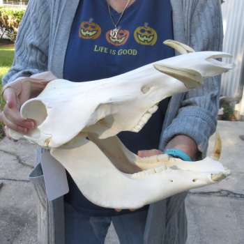 Authentic B-Grade 13 inch long African Warthog Skull for sale with 6 inch Ivory tusks - for $95