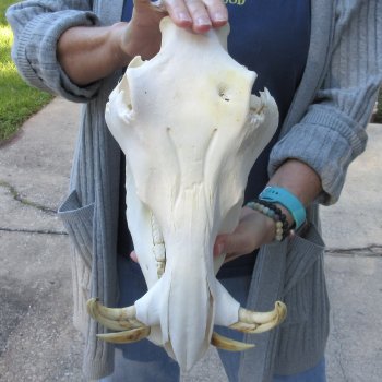 Authentic B-Grade 13 inch long African Warthog Skull for sale with 6 inch Ivory tusks - for $95