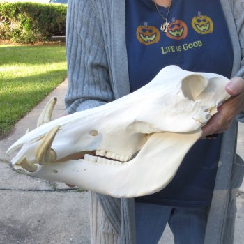Authentic B-Grade 13 inch long African Warthog Skull for sale with 6 inch Ivory tusks - for $95