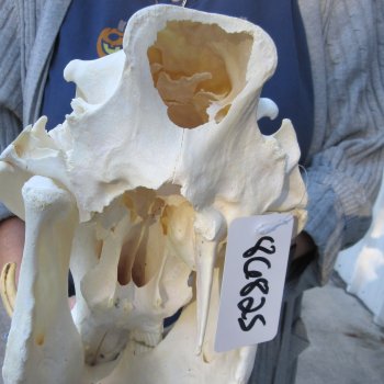 Authentic B-Grade 13 inch long African Warthog Skull for sale with 6 inch Ivory tusks - for $95