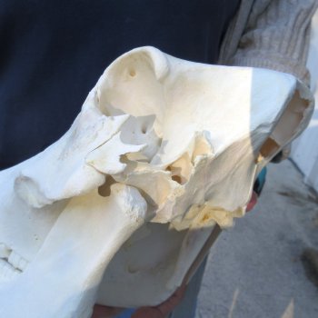 Authentic B-Grade 13 inch long African Warthog Skull for sale with 6 inch Ivory tusks - for $95