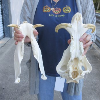 Authentic B-Grade 13 inch long African Warthog Skull for sale with 6 inch Ivory tusks - for $95