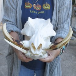 14 inch long African Warthog Skull for sale with 9 inch Ivory tusks - $165