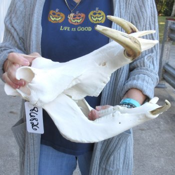 14 inch long African Warthog Skull for sale with 9 inch Ivory tusks - $165
