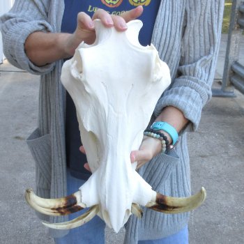 14 inch long African Warthog Skull for sale with 9 inch Ivory tusks - $165