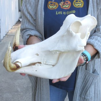 14 inch long African Warthog Skull for sale with 9 inch Ivory tusks - $165