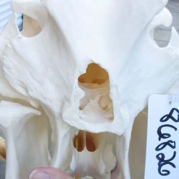 14 inch long African Warthog Skull for sale with 9 inch Ivory tusks - $165