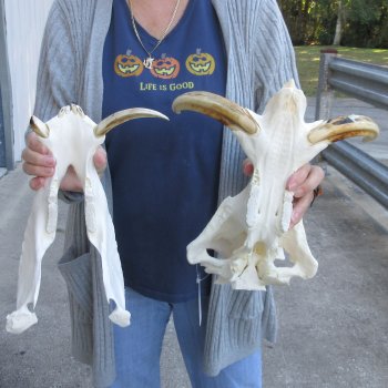 14 inch long African Warthog Skull for sale with 9 inch Ivory tusks - $165