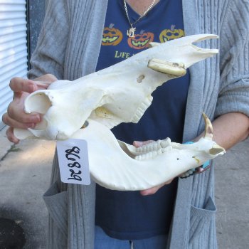 Authentic B-Grade 13 inch long African Warthog Skull for sale with 6 inch Ivory tusks - for $90