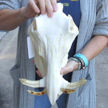 Authentic B-Grade 13 inch long African Warthog Skull for sale with 6 inch Ivory tusks - for $90