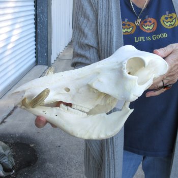 Authentic B-Grade 13 inch long African Warthog Skull for sale with 6 inch Ivory tusks - for $90