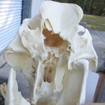 Authentic B-Grade 13 inch long African Warthog Skull for sale with 6 inch Ivory tusks - for $90