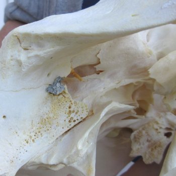 Authentic B-Grade 13 inch long African Warthog Skull for sale with 6 inch Ivory tusks - for $90