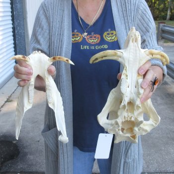 Authentic B-Grade 13 inch long African Warthog Skull for sale with 6 inch Ivory tusks - for $90