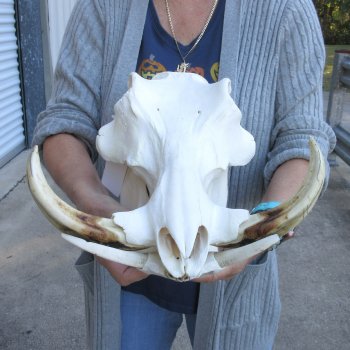 14 inch long African Warthog Skull for sale with 9 inch Ivory tusks - $165